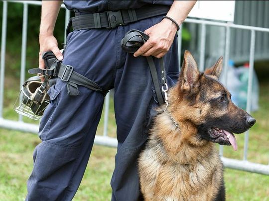 Maitre-chien sécurité