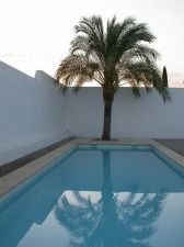 Una piscina con una palmera al fondo.