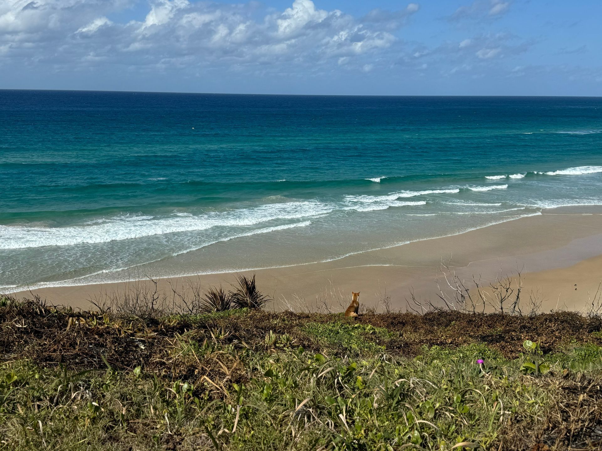 dingo looking out to sea