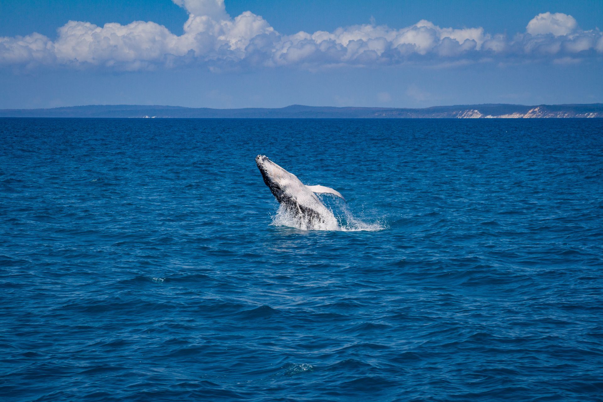 Whale Breaching