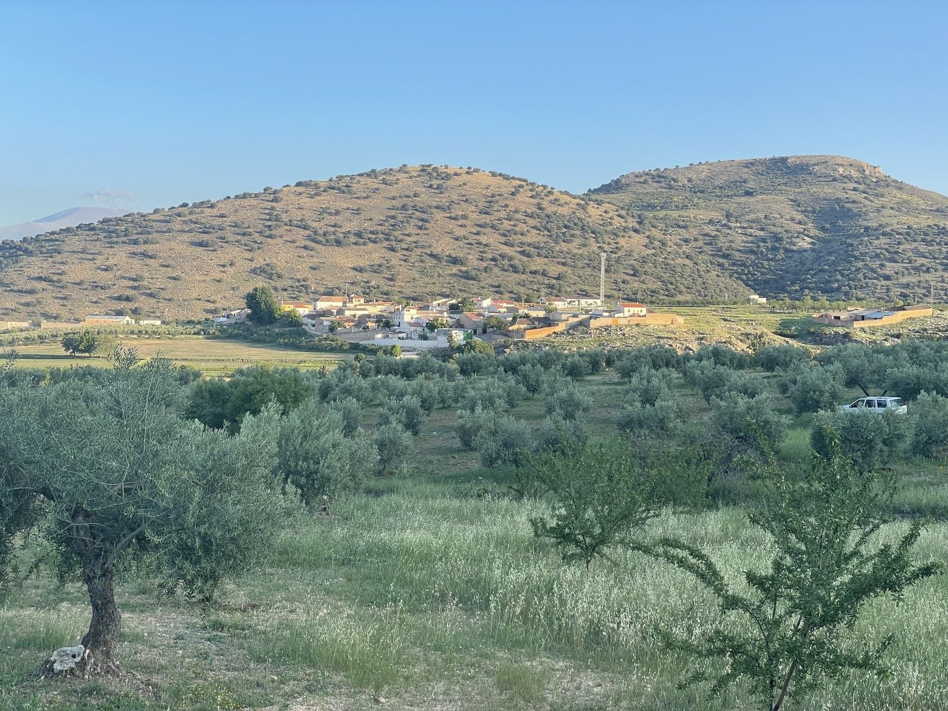 Un exuberante campo verde con árboles y montañas al fondo.
