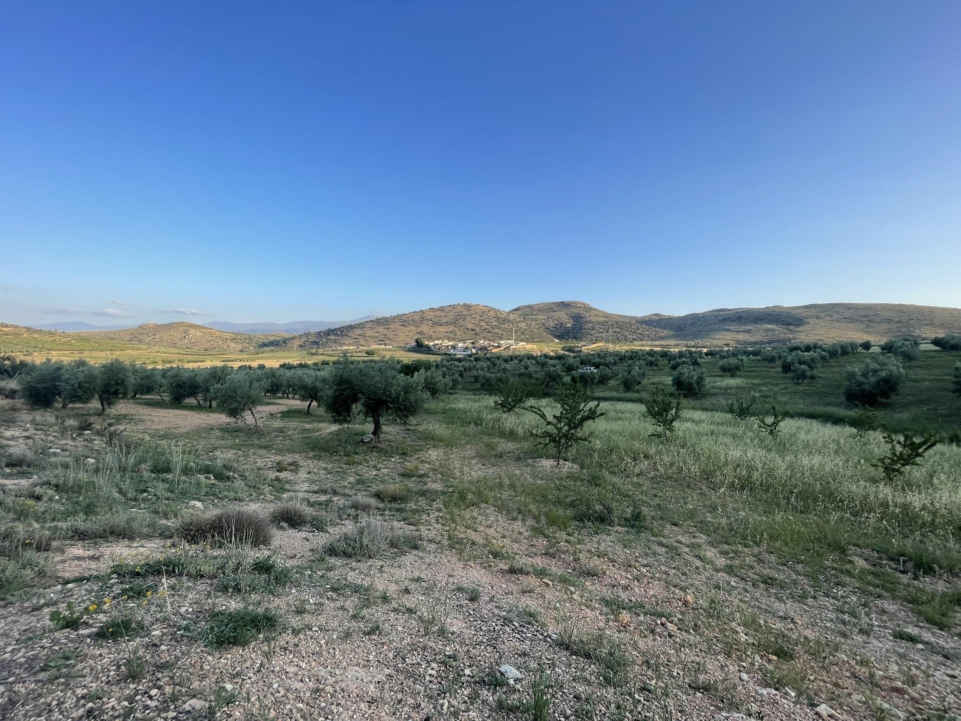 Un campo con árboles y montañas al fondo y un cielo azul.