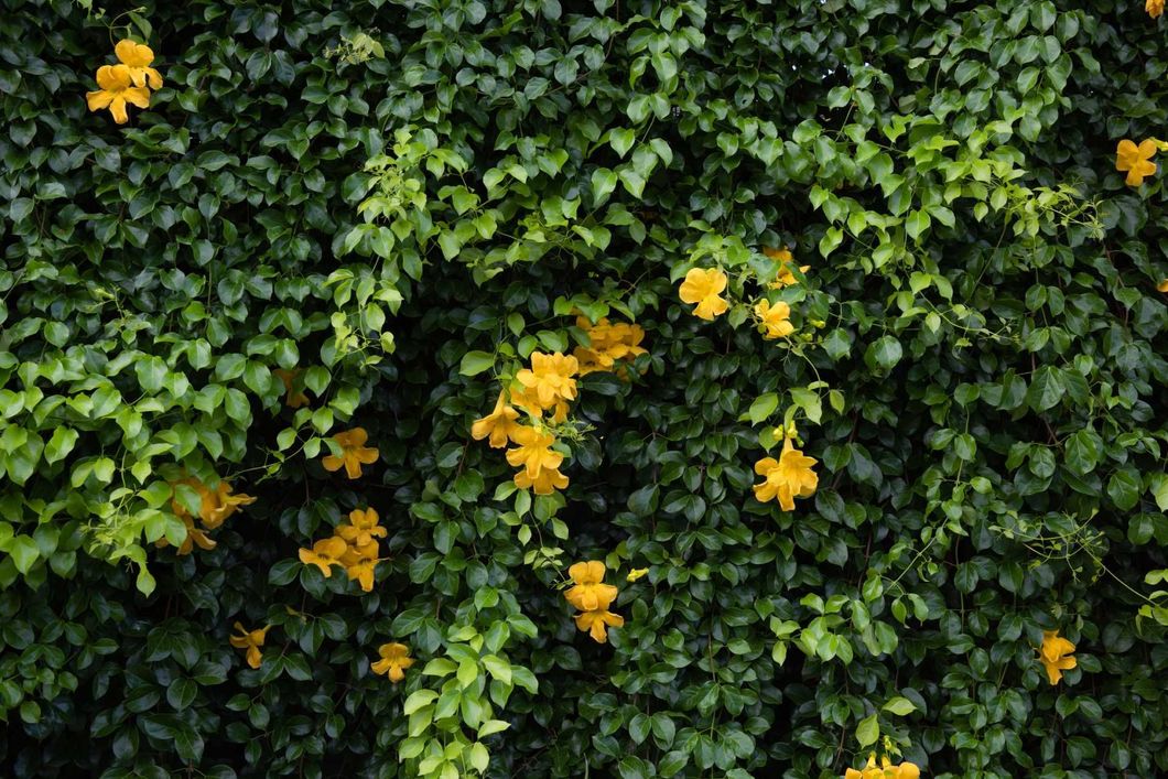 Gelbe Blüten vor grünen Blättern