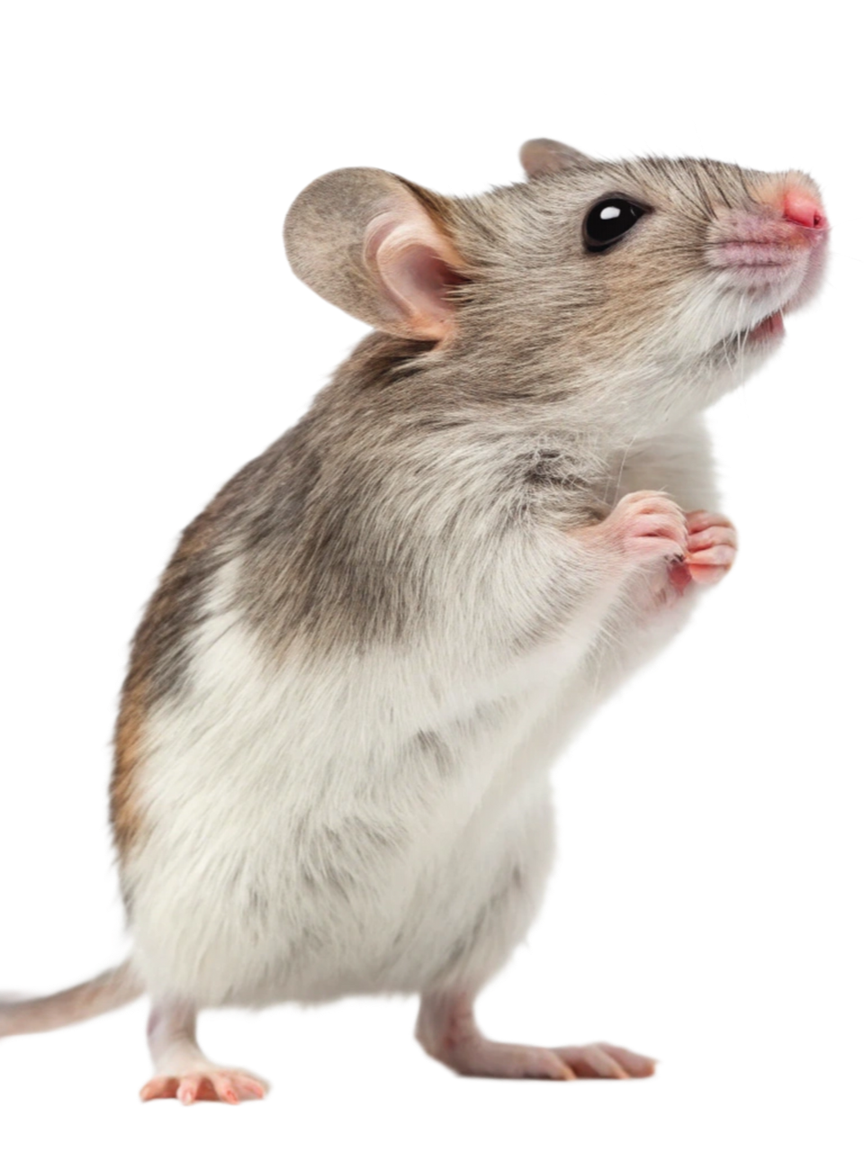 Souris dressée sur ses pattes arrière, ventre blanc, dos gris et brun, nez rose, regardant vers le haut.