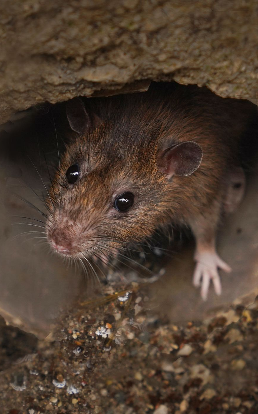 Un rat brun sort de son trou, regardant vers le haut, le pelage clair sur ses pattes avant.