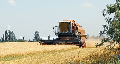 Ein orangefarbener Mähdrescher erntet unter klarem Himmel ein Feld mit goldenem Weizen.