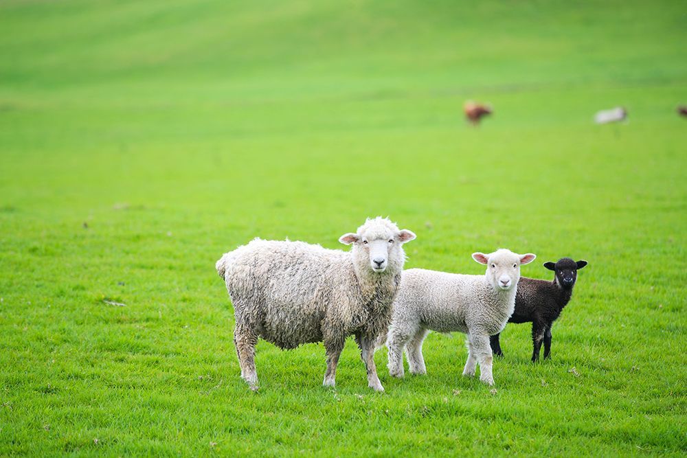 Ein weißes, ausgewachsenes Schaf, ein helles Lamm und ein kleines schwarzes Lamm stehen auf einer üppigen, weitläufigen grünen Wiese.