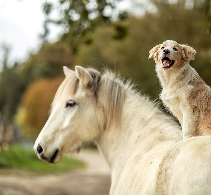 Ein fröhlicher, hellfarbiger Hund sitzt auf dem Rücken eines weißen Pferdes in einer bewaldeten Freiluftlandschaft.