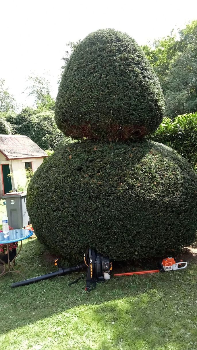 Un arbuste taillé