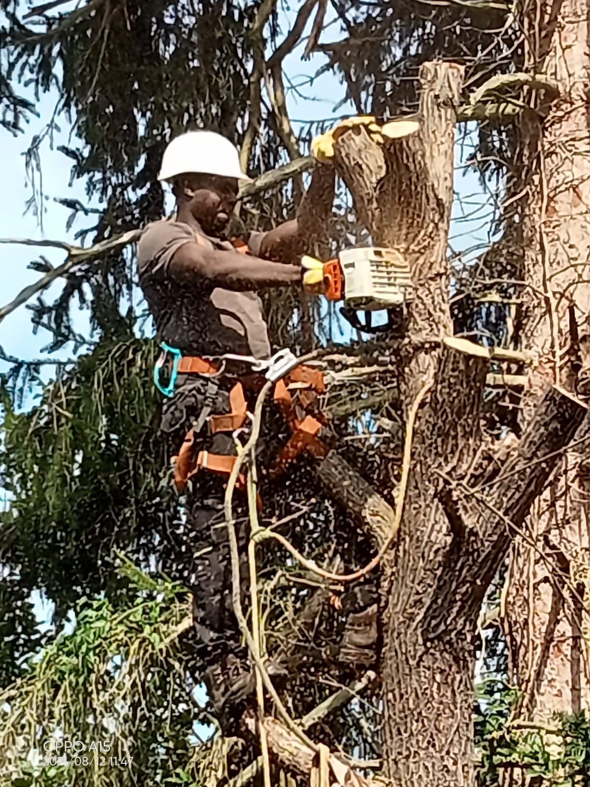 Un élagueur dans un arbre
