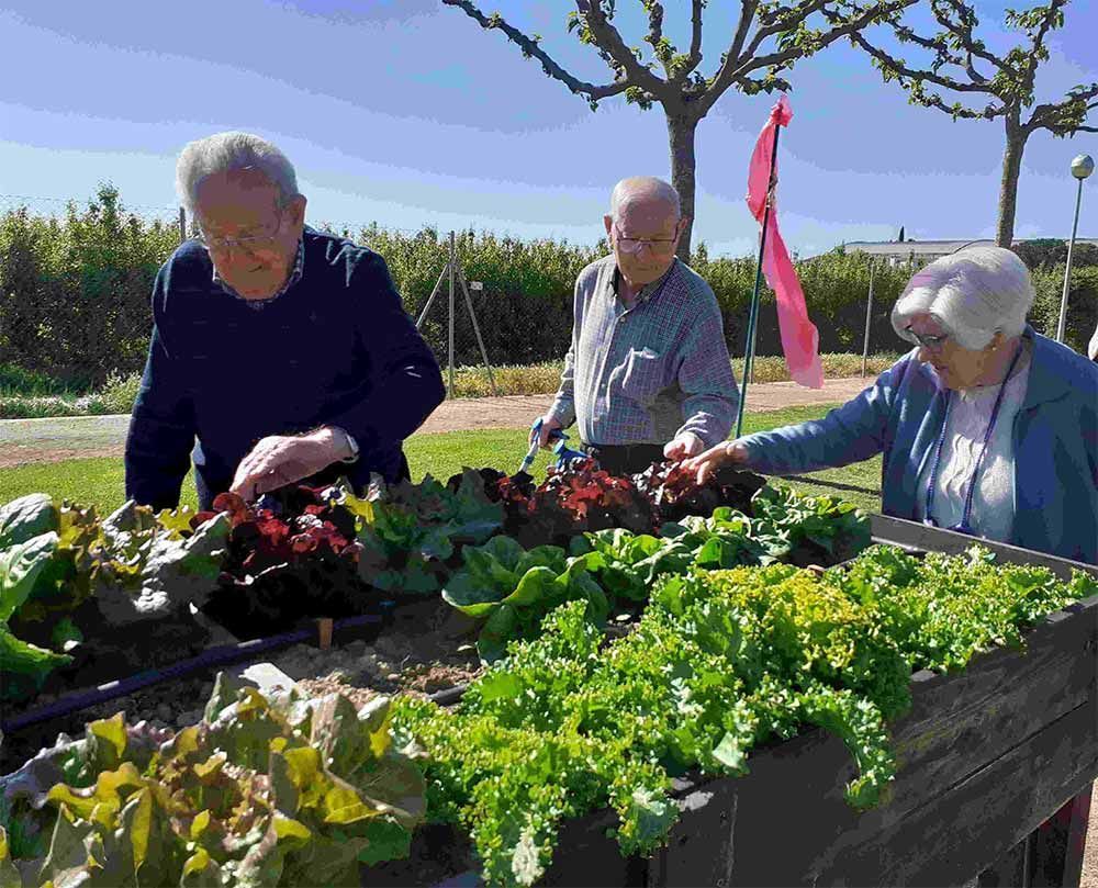 Tres adultos mayores cuidando un huerto elevado con varias plantas de lechuga en un entorno al aire libre.