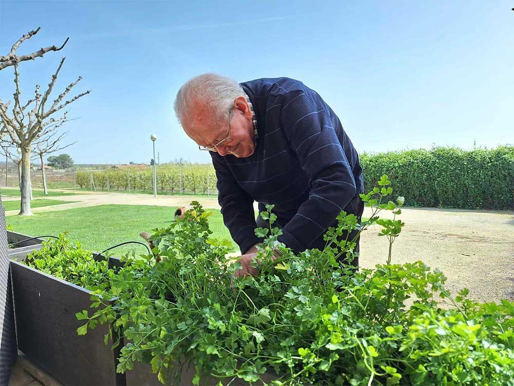 Una persona mayor cuidando un jardín de hierbas verdes al aire libre en un día soleado.
