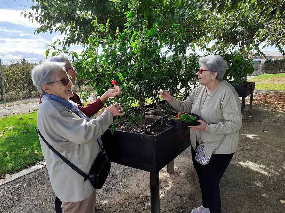 Tres personas cosechando chiles de un huerto elevado en un entorno al aire libre.