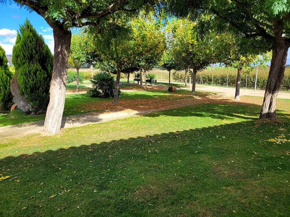 Gespa verda amb arbres, llum solar puntual i una visió d'una vinya al fons.