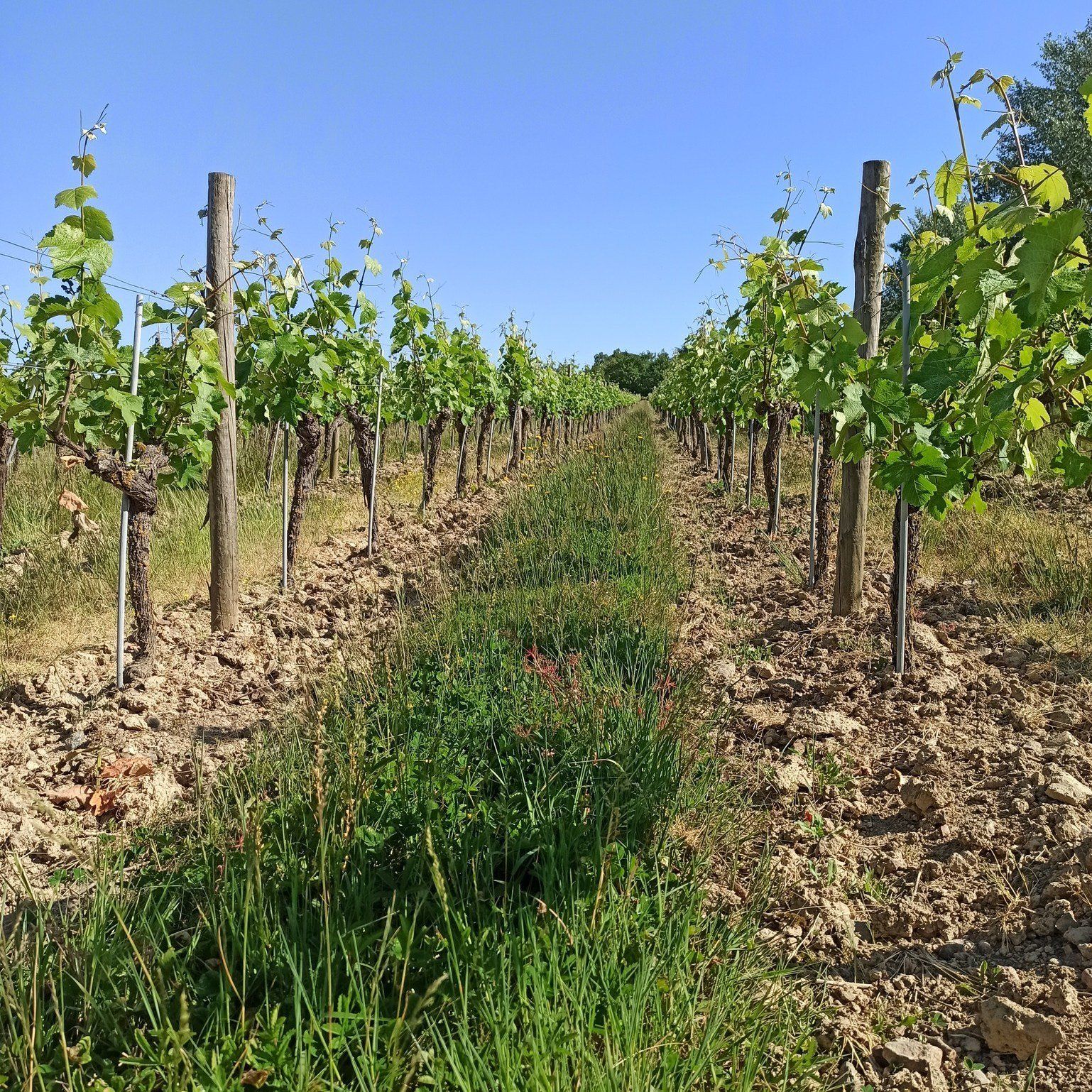 Vignes du domaine