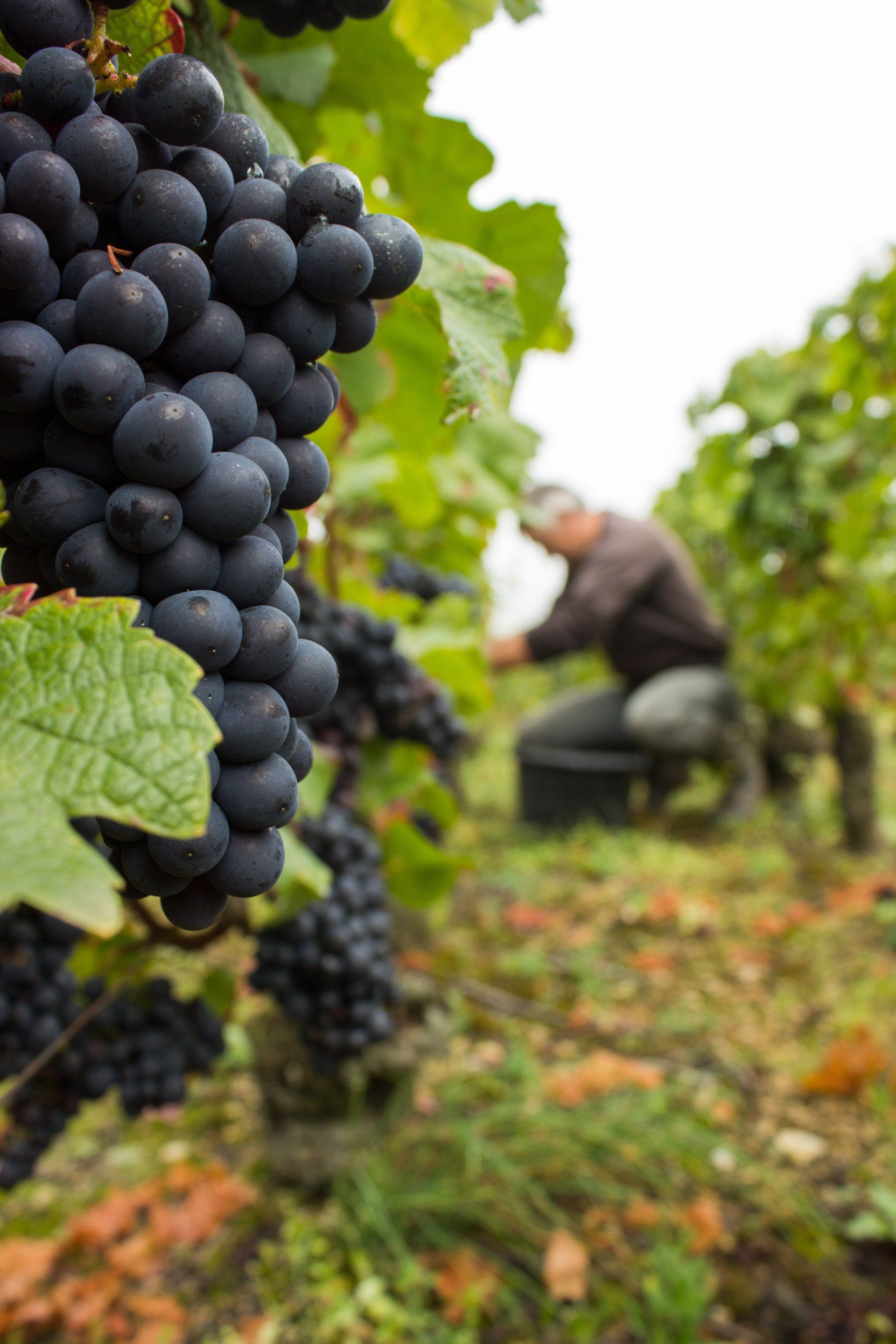 Récolte de raisin rouge