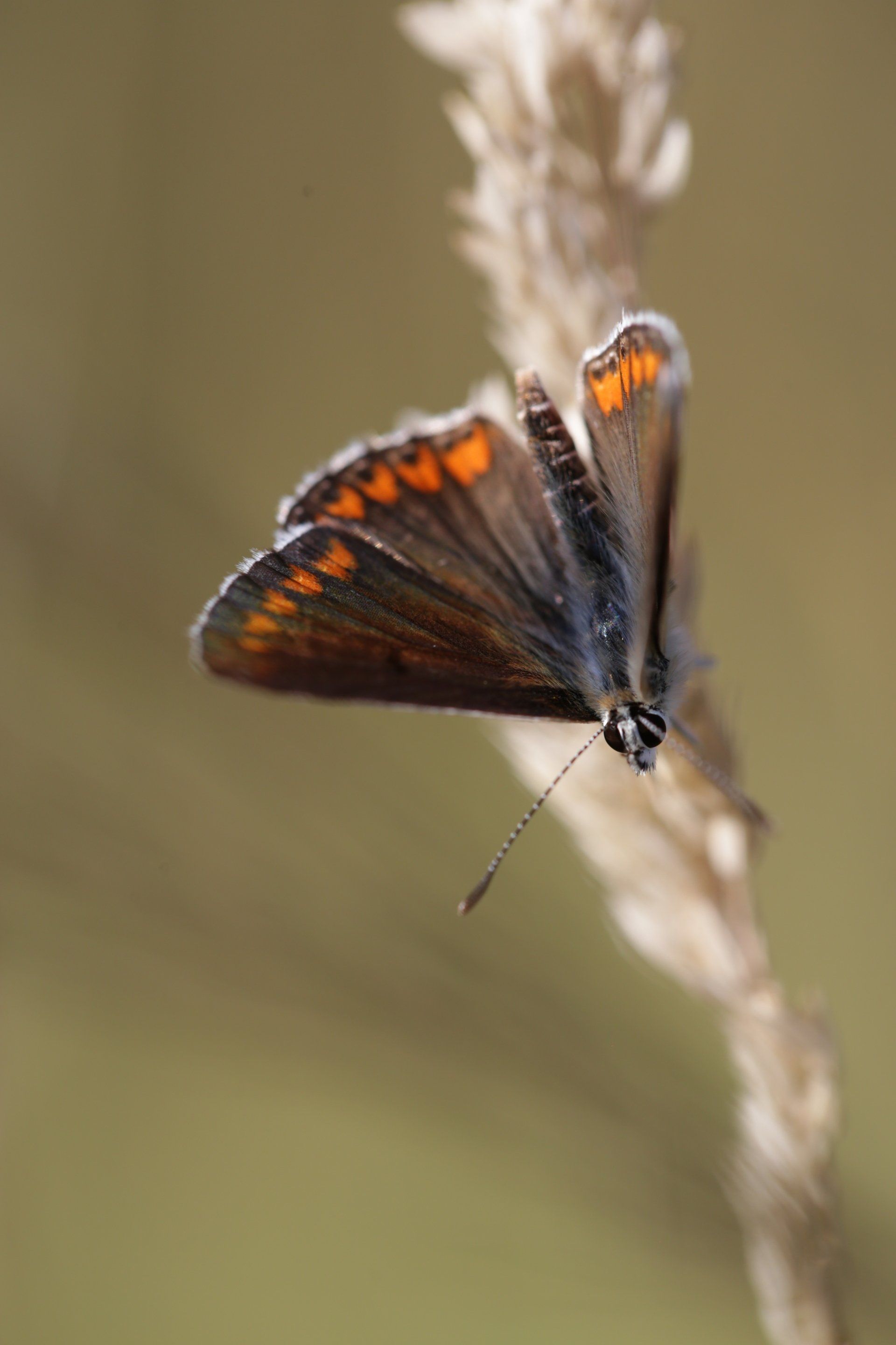 Papillon sur une vigne