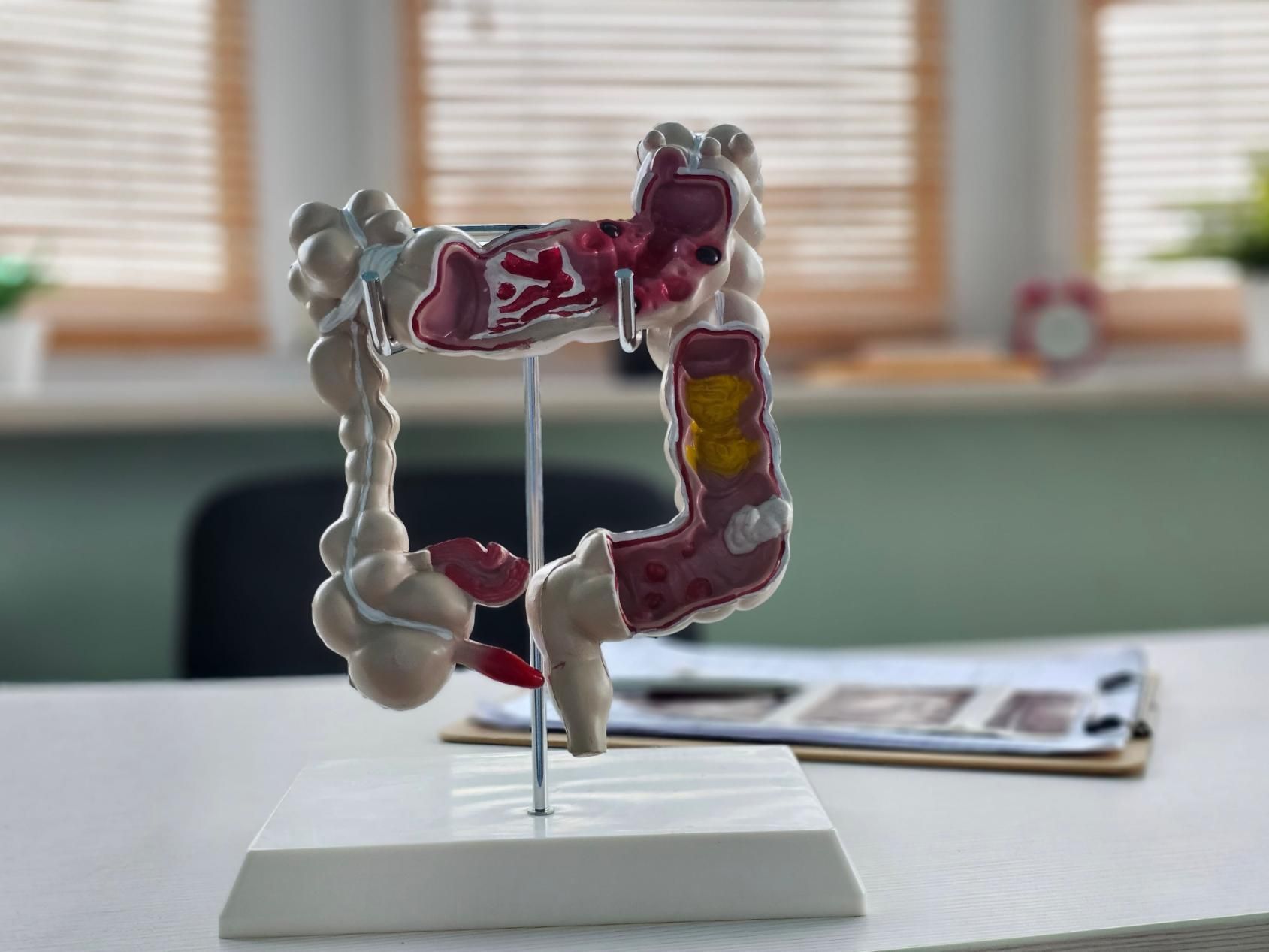 Modelo anatómico del sistema digestivo sobre un soporte encima de una mesa, con una ventana de oficina borrosa al fondo.