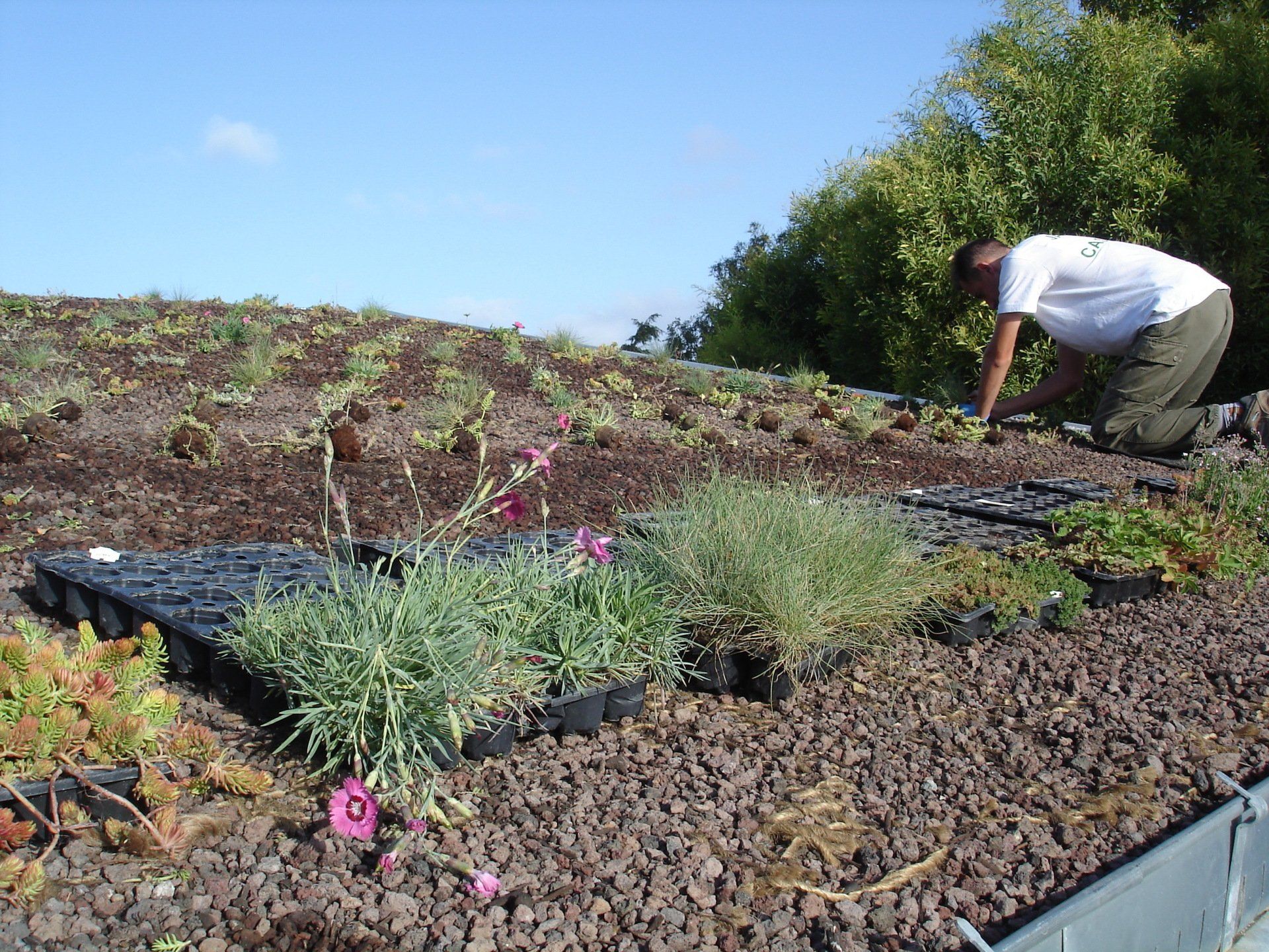 Réalisation de toit vert