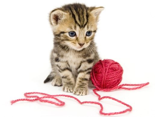 Shop für Katzen - Futter und Spielzeug - Hunde- und Katzenshop Fridolin - Sursee