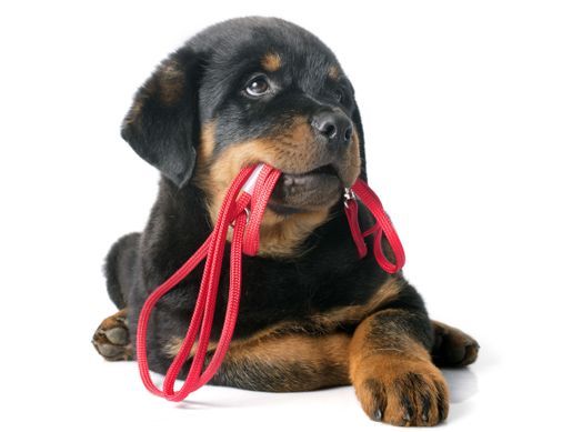 Shop für Hunde - Futter und Spielzeug - Hunde- und Katzenshop Fridolin - Sursee