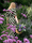 Une femme vêtue d'une robe verte à pois traverse un jardin luxuriant aux fleurs violettes, portant un panier en osier.