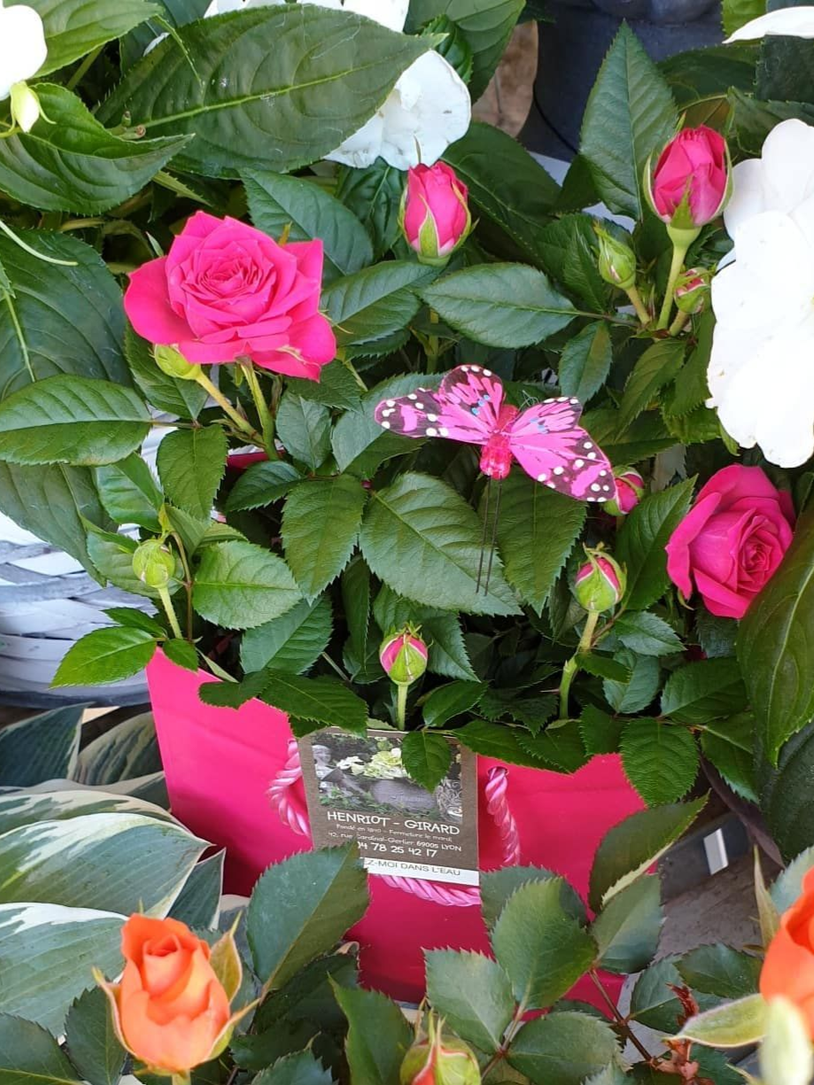 Des rosiers en pot roses et orange aux feuilles vertes brillantes sur une table