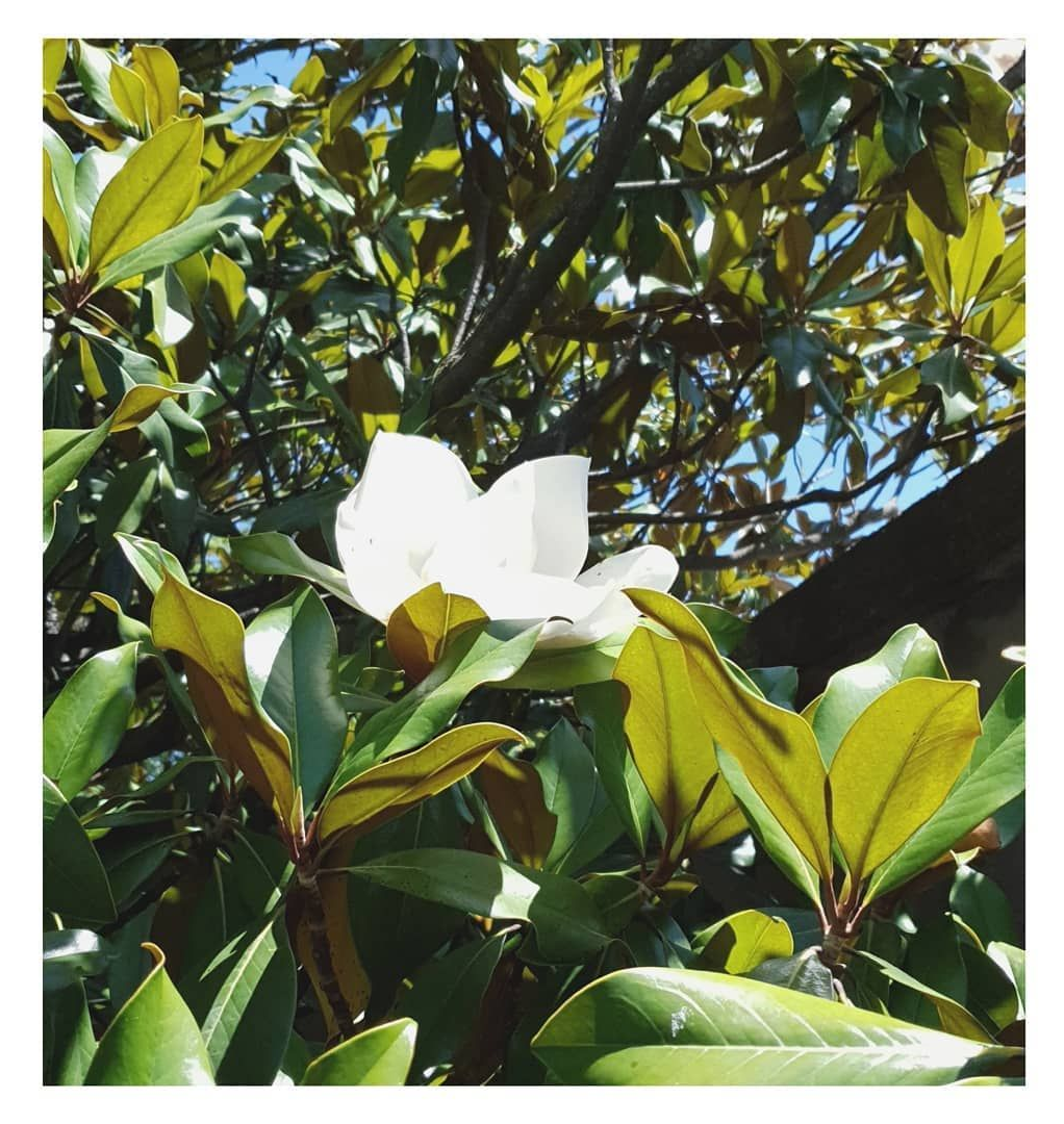 Fleur blanche épanouie parmi les feuilles vertes et brillantes d'un arbre ensoleillé.