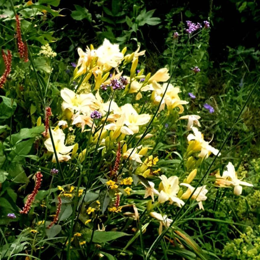 Des fleurs sauvages jaune pâle s'épanouissent dans une prairie verte parsemée de hautes herbes et de fleurs violettes.