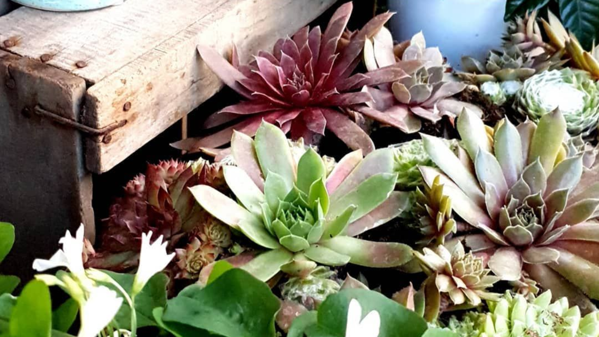 Des succulentes colorées de toutes sortes sont plantées à côté d'une caisse en bois rustique.