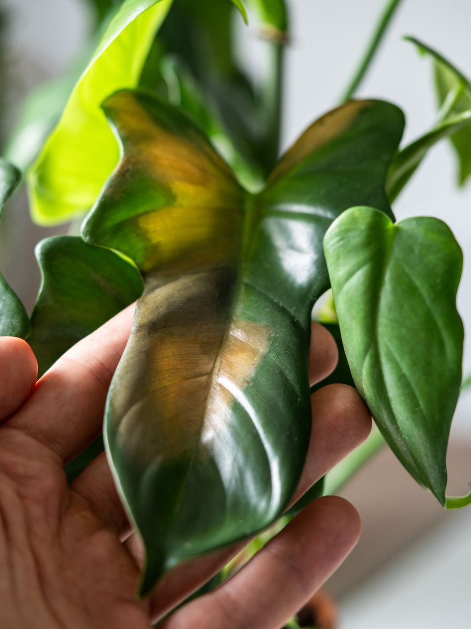 Main tenant une feuille de plante d'intérieur verte panachée de brun et de jaune