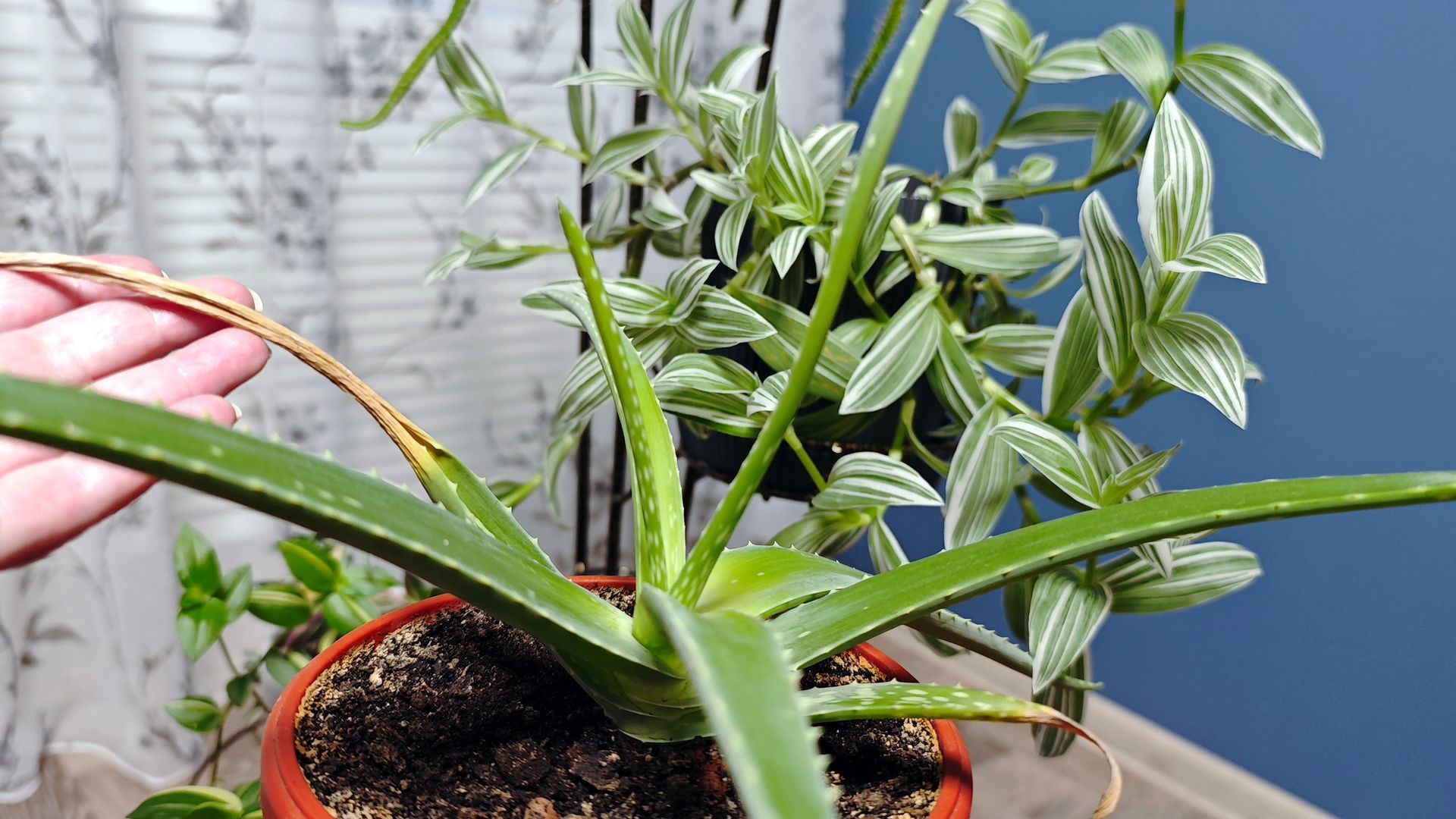 Une personne tenant une plante d'intérieur en pot à rayures et à longues feuilles vertes près d'une fenêtre