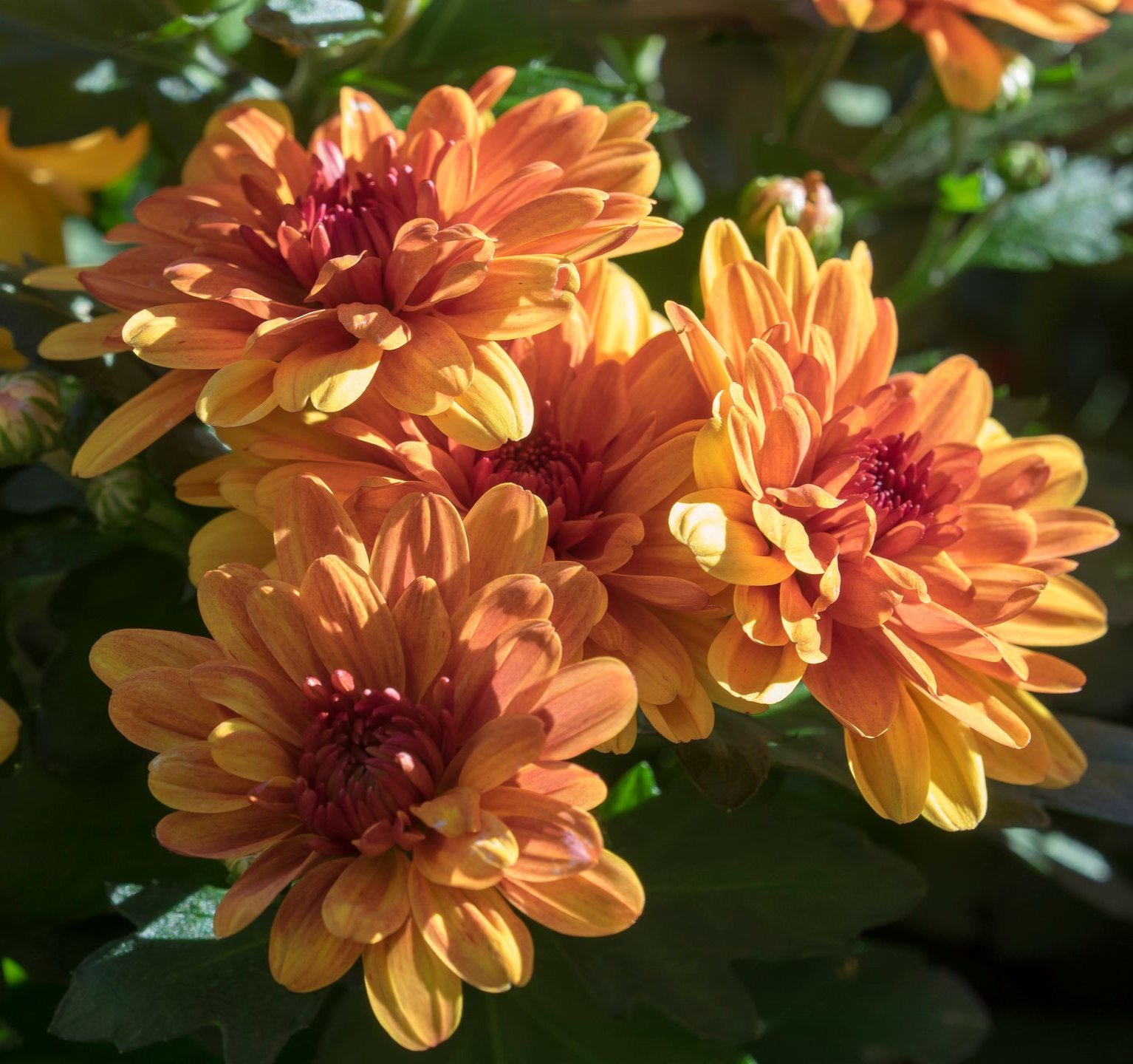 Un bouquet de chrysanthèmes orange au soleil, avec des feuilles vertes en arrière-plan.