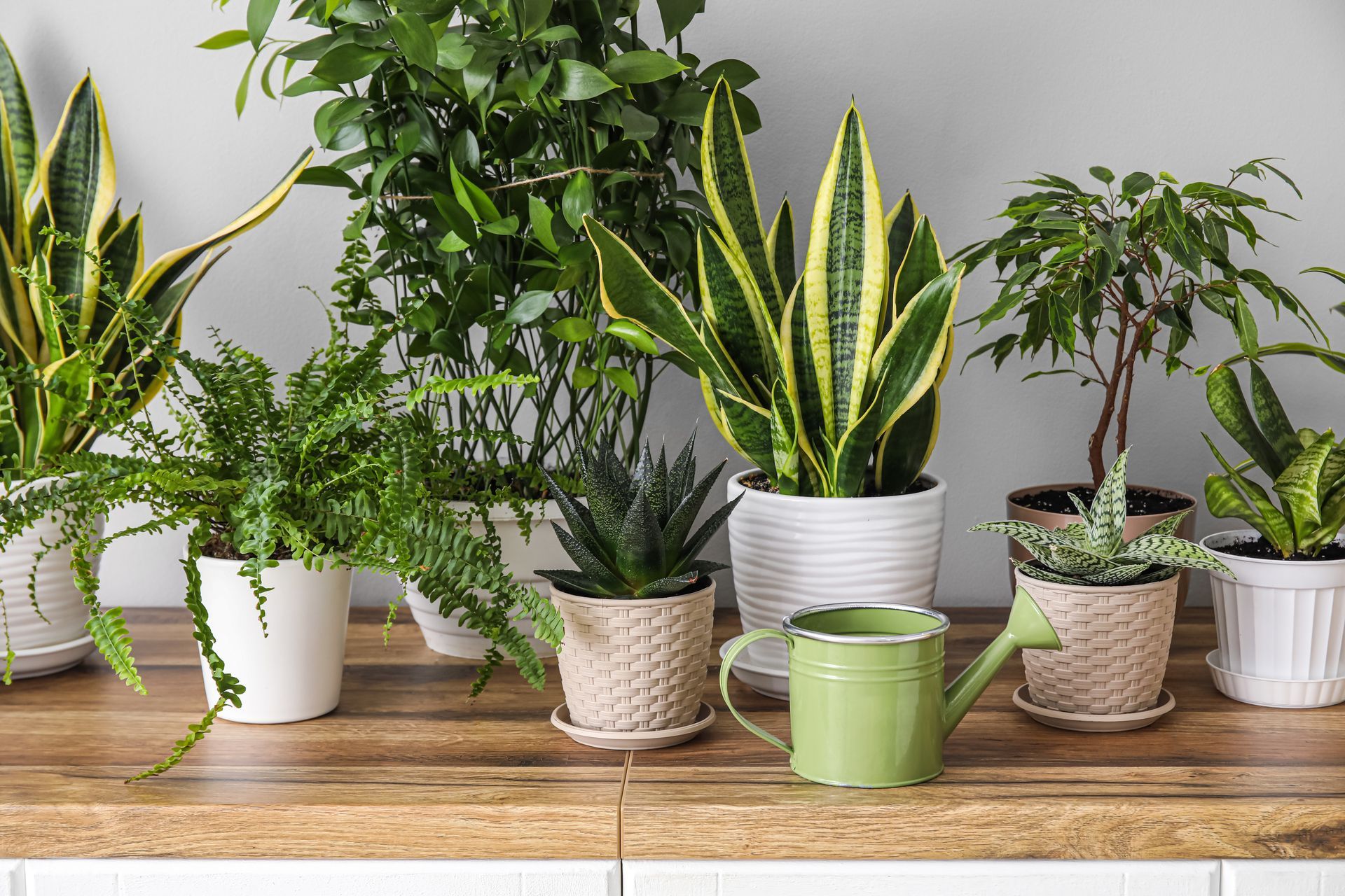 Plantes d'intérieur en pot de différentes tailles sur une étagère en bois, notamment des sansevierias et des plantes retombantes.