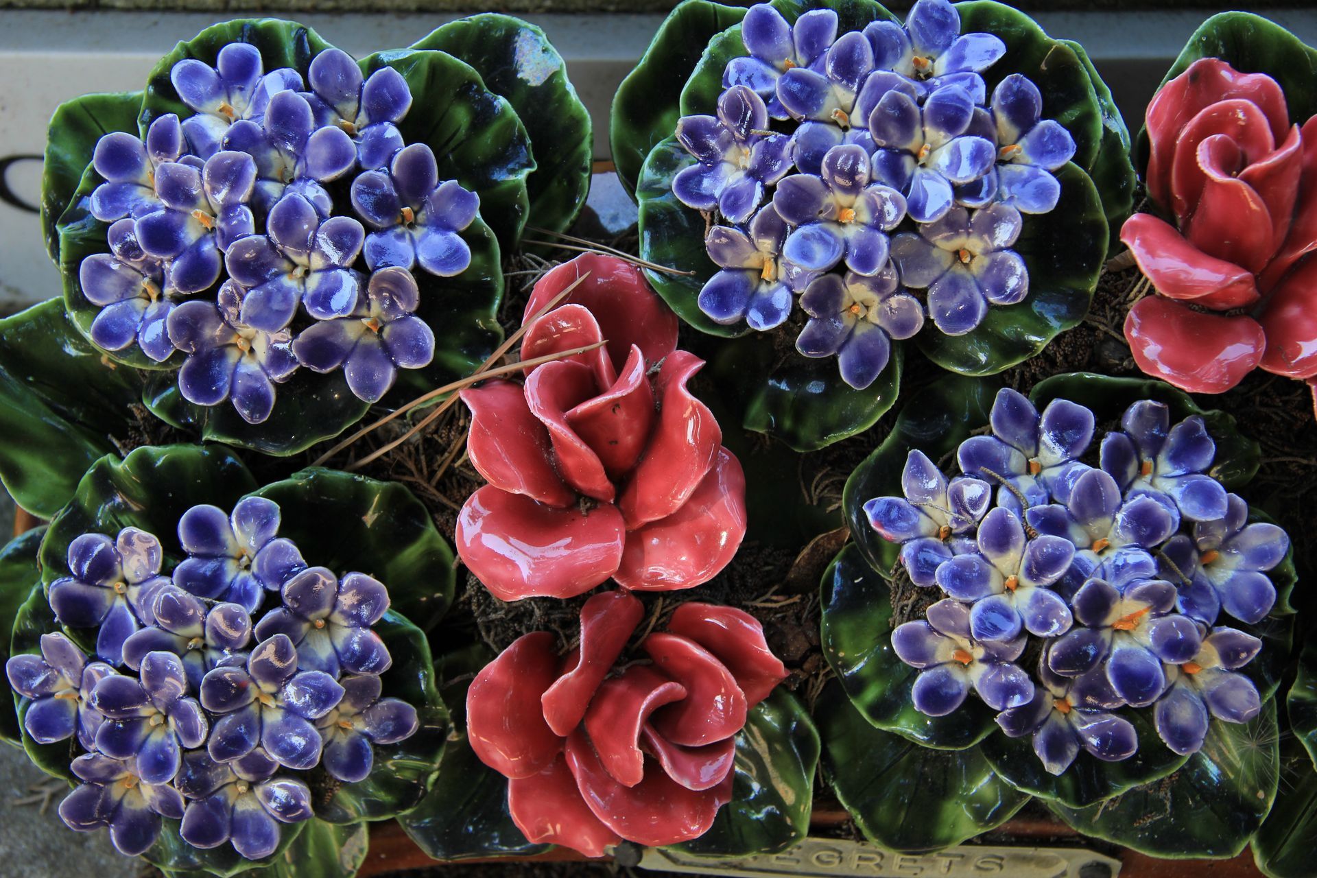 Des grappes de fleurs bleues et rouges sur un fond sombre et feuillu