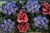 Des grappes de fleurs bleues et rouges sur un fond sombre et feuillu