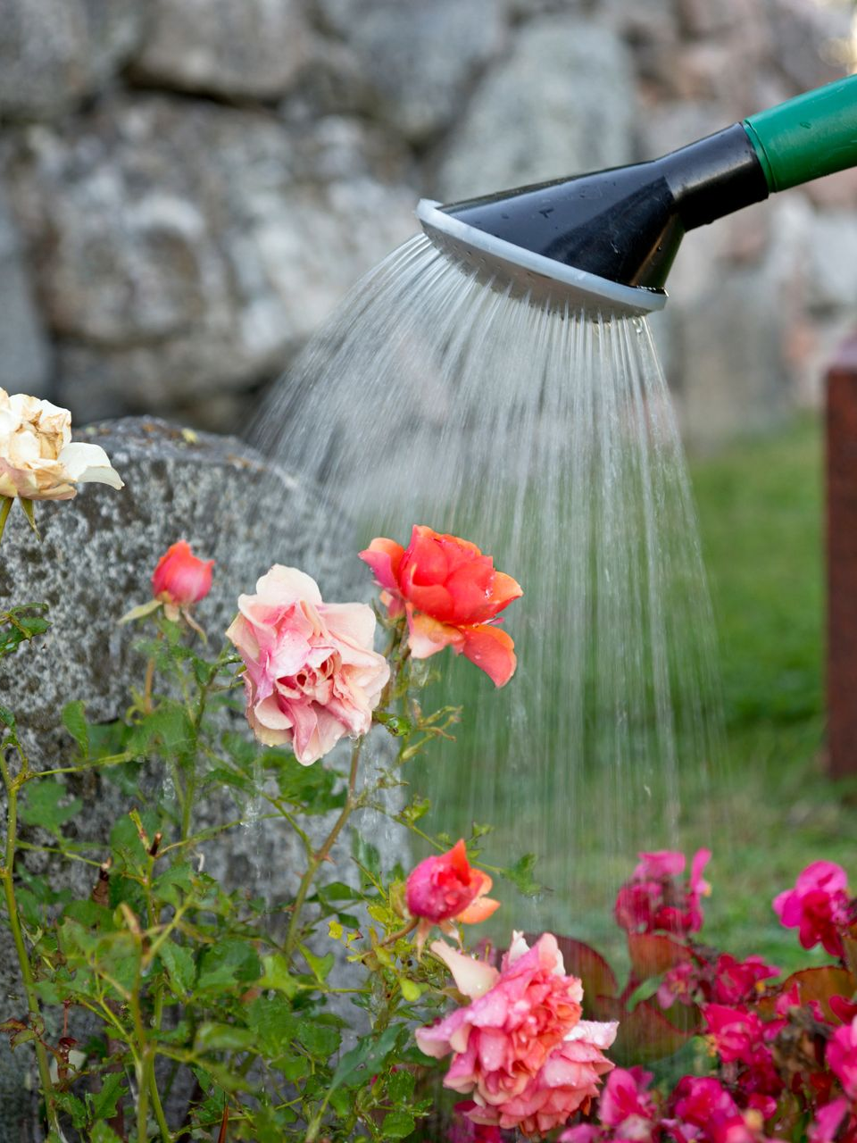 Tuyau d'arrosage arrosant des roses roses et rouges près d'un mur de pierre