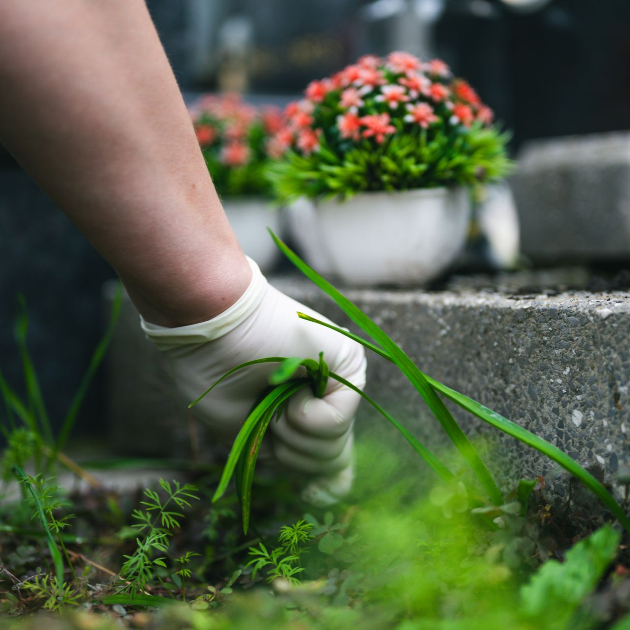 Main gantée désherbant un parterre de jardin près de marches en béton, avec un pot de fleurs roses en arrière-plan.