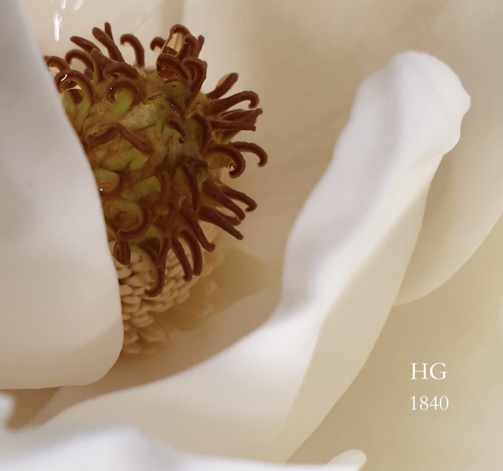 Gros plan sur une fleur blanche à cœur vert-brun et à pétales crème clair.