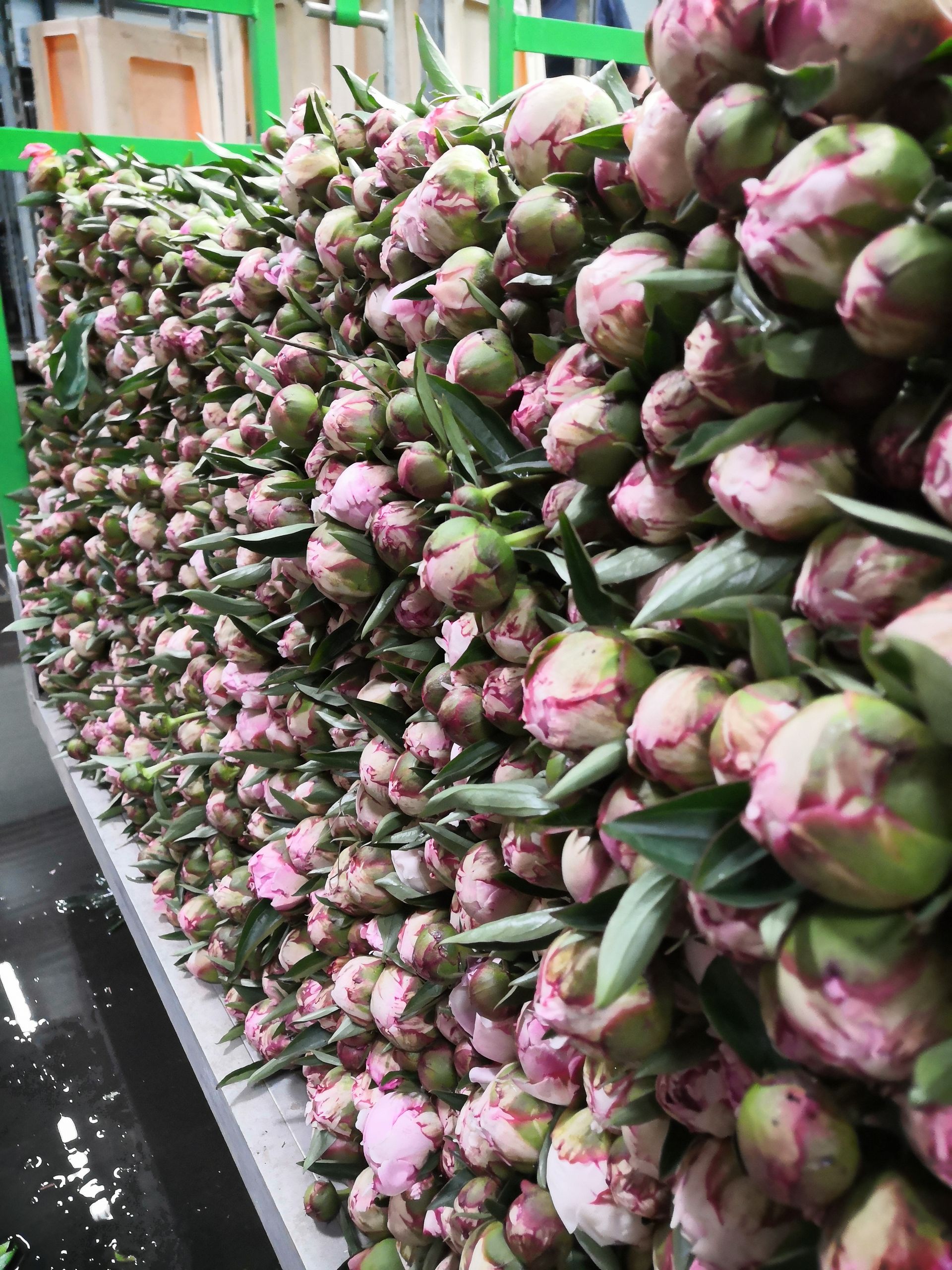 Des piles de boutons de fleurs roses et verts sont disposées en rangées sur un étal de marché.