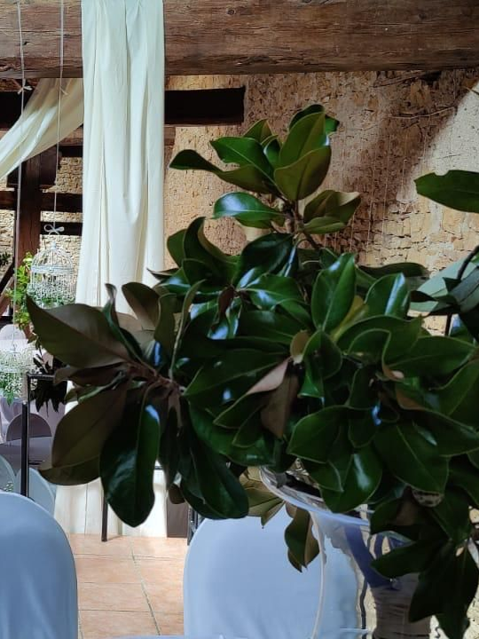Plante verte feuillue dans un patio intérieur rustique avec rideaux blancs et murs en pierre