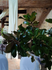 Plante verte feuillue dans un patio intérieur rustique avec rideaux blancs et murs en pierre