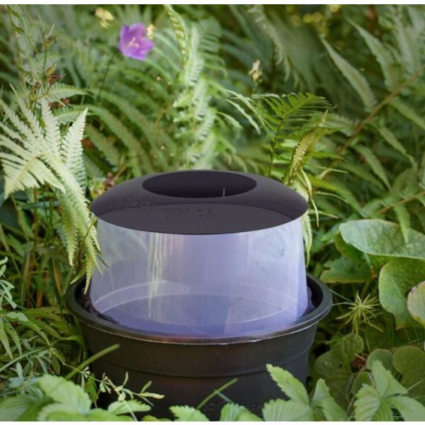 Mise en situation du piège posé dans l'herbe.