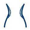 Una silueta azul de la columna vertebral de una persona sobre un fondo blanco.