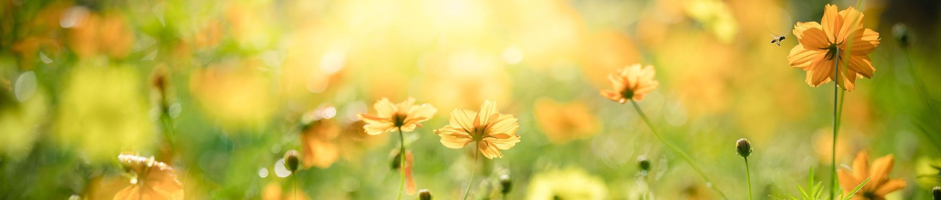 Eine Wiese voller bunter Wildblumen im warmen Sonnenlicht