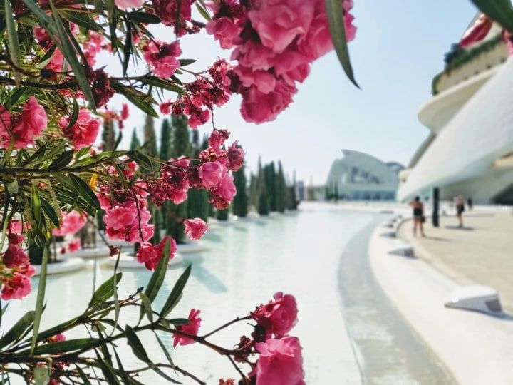Flores rosas en primer plano, vista borrosa de un canal de agua de color claro y edificios en el fondo en un día soleado.
