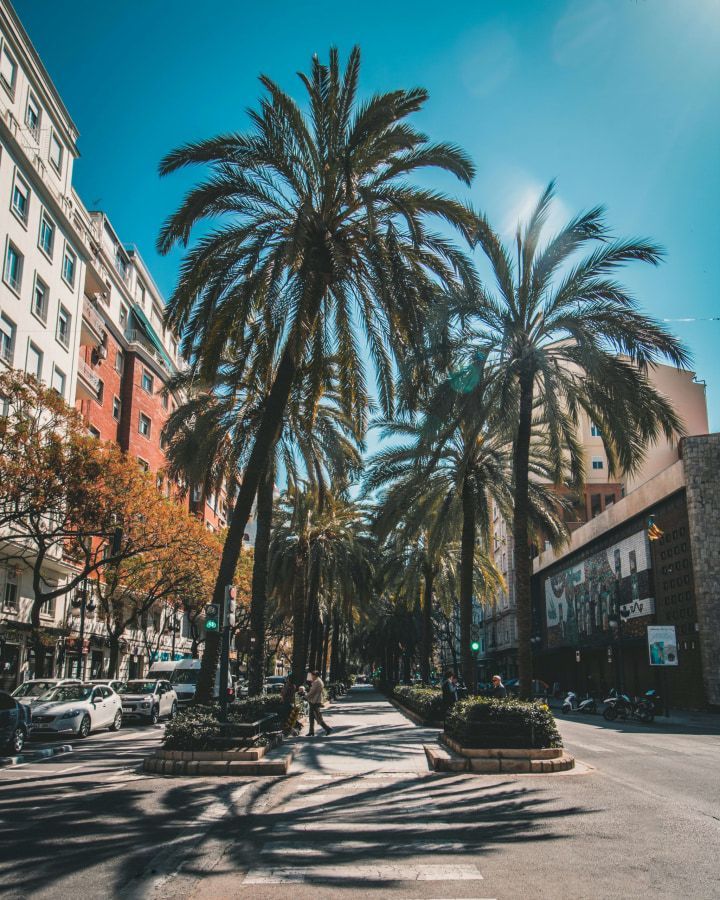 Una calle soleada bordeada de palmeras y edificios; se ven coches y peatones.