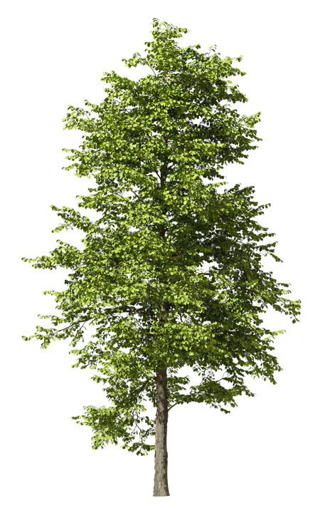 Un grand arbre à feuilles caduques, élancé, aux feuilles d'un vert éclatant et au tronc gris apparent, isolé sur un fond blanc.