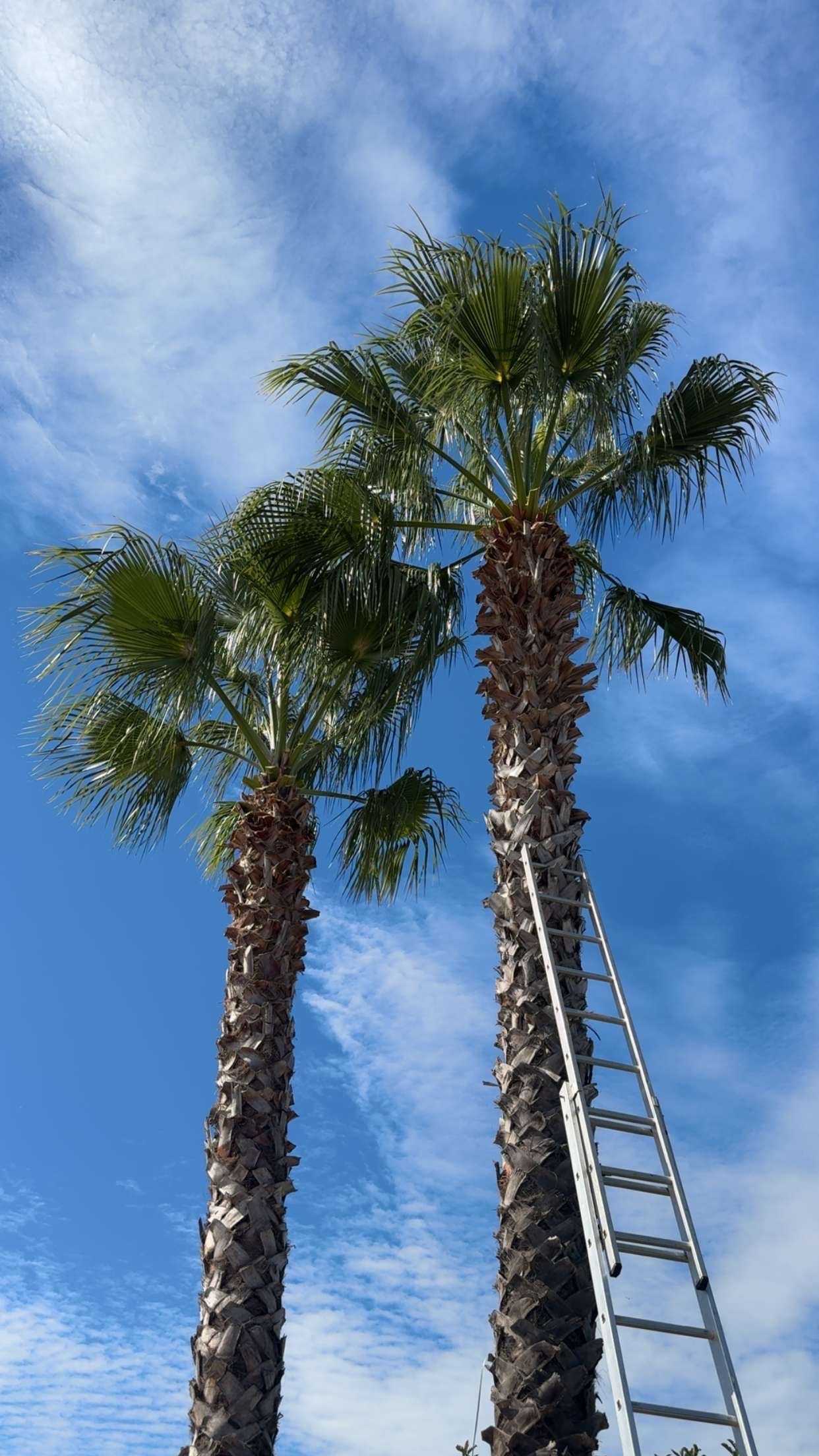 Trois grands palmiers sous un ciel nuageux, avec une partie d'une grue ou d'un camion-nacelle visible au premier plan, en contrebas.