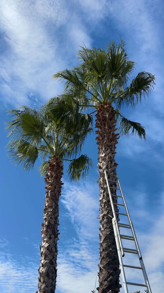 Trois grands palmiers sous un ciel nuageux, avec une partie d'une grue ou d'un camion-nacelle visible au premier plan, en contrebas.